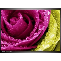 Foto canvas schilderij Paars | Roze, Groen, Wit 