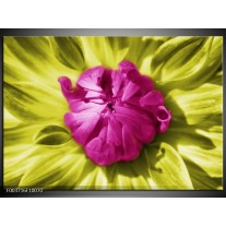 Foto canvas schilderij Macro | Roze, Groen, Wit 