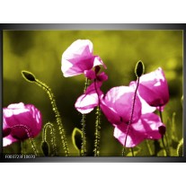 Foto canvas schilderij Klaproos | Roze, Groen, Wit 