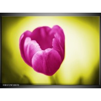 Foto canvas schilderij Tulp | Roze, Groen, Wit 