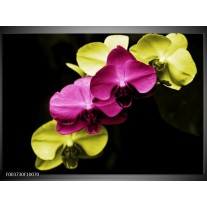 Foto canvas schilderij Orchidee | Roze, Groen, Zwart 