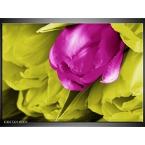 Foto canvas schilderij Tulp | Roze, Groen, Wit 