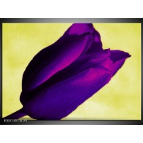 Glas schilderij Tulp | Paars, Groen, Wit 