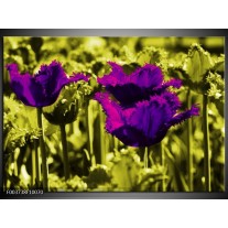 Foto canvas schilderij Tulp | Paars, Groen, Wit 