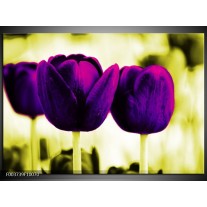 Foto canvas schilderij Tulp | Paars, Groen, Wit 