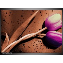 Foto canvas schilderij Tulp | Paars, Bruin, Wit 