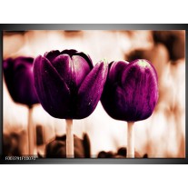 Glas schilderij Tulp | Paars, Bruin, Wit 