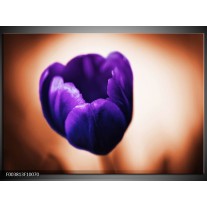 Foto canvas schilderij Tulp | Paars, Bruin, Wit 