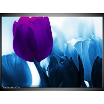 Foto canvas schilderij Tulp | Paars, Blauw, Wit 