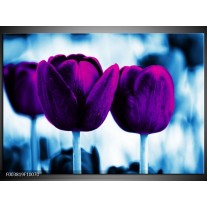 Glas schilderij Tulp | Paars, Blauw, Wit 