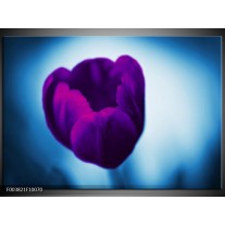 Foto canvas schilderij Tulp | Paars, Blauw, Wit 