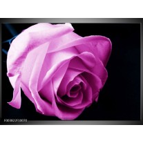 Foto canvas schilderij Roos | Roze, Wit, Zwart 