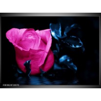 Foto canvas schilderij Roos | Roze, Blauw, Zwart 