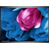 Foto canvas schilderij Tulp | Roze, Blauw