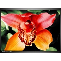 Foto canvas schilderij Iris | Oranje, Geel, Groen 