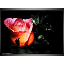 Foto canvas schilderij Roos | Roze, Zwart, Oranje 