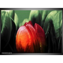 Foto canvas schilderij Tulp | Rood, Groen, Zwart 