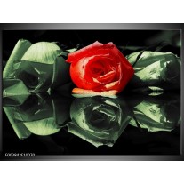 Foto canvas schilderij Roos | Rood, Groen, Zwart 