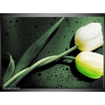 Foto canvas schilderij Tulp | Groen, Geel, Zwart 