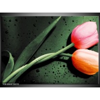 Foto canvas schilderij Tulp | Groen, Rood, Zwart 