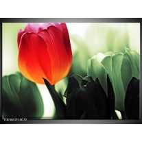 Foto canvas schilderij Tulp | Rood, Groen, Zwart 