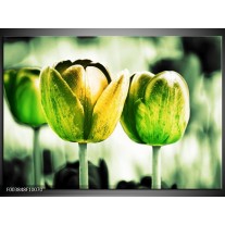 Foto canvas schilderij Tulp | Geel, Groen, Wit 