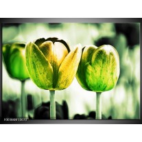 Glas schilderij Tulp | Geel, Groen, Wit 