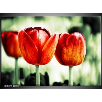 Foto canvas schilderij Tulp | Rood, Groen, Wit 