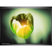 Glas schilderij Tulp | Geel, Groen 