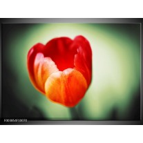 Foto canvas schilderij Tulp | Oranje, Rood, Groen 