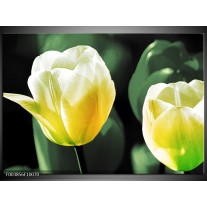 Foto canvas schilderij Tulp | Geel, Groen, Wit 