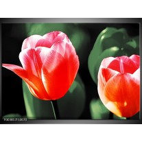 Foto canvas schilderij Tulp | Rood, Groen, Wit 