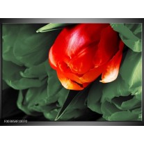 Foto canvas schilderij Tulp | Rood, Groen, Wit 