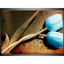 Foto canvas schilderij Tulp | Blauw, Wit, Bruin 