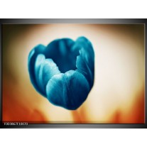 Glas schilderij Tulp | Blauw, Oranje, Bruin 