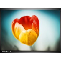 Foto canvas schilderij Tulp | Oranje, Rood, Blauw 