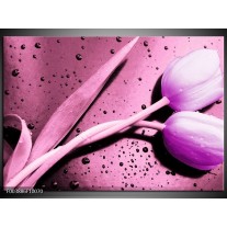 Glas schilderij Tulp | Paars, Wit, Zwart 