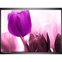 Foto canvas schilderij Tulp | Paars, Wit, Zwart 