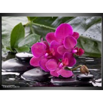 Foto canvas schilderij Orchidee | Groen, Paars, Zwart 