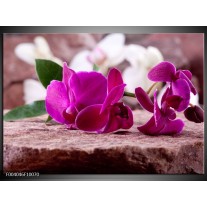 Foto canvas schilderij Orchidee | Groen, Paars, Zwart 