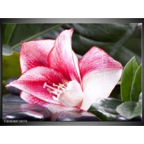 Foto canvas schilderij Bloem | Roze, Wit, Groen 