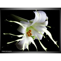 Foto canvas schilderij Bloem | Wit, Zwart, Groen 