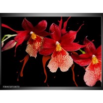 Glas schilderij Orchidee | Roze, Rood, Zwart, 