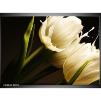 Foto canvas schilderij Tulp | Wit, Groen, Zwart 