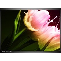 Foto canvas schilderij Tulp | Groen, Roze, Zwart 