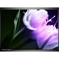 Foto canvas schilderij Tulp | Groen, Paars, Zwart 