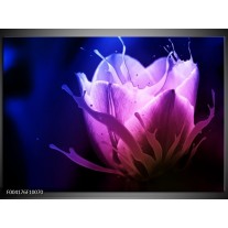 Foto canvas schilderij Tulp | Blauw, Paars, Roze 