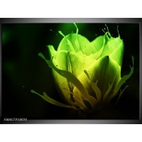 Foto canvas schilderij Tulp | Groen, Zwart 