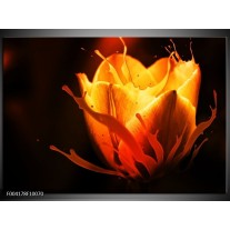 Foto canvas schilderij Tulp | Oranje, Zwart, Geel 