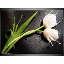 Foto canvas schilderij Tulp | Grijs, Groen, Wit 